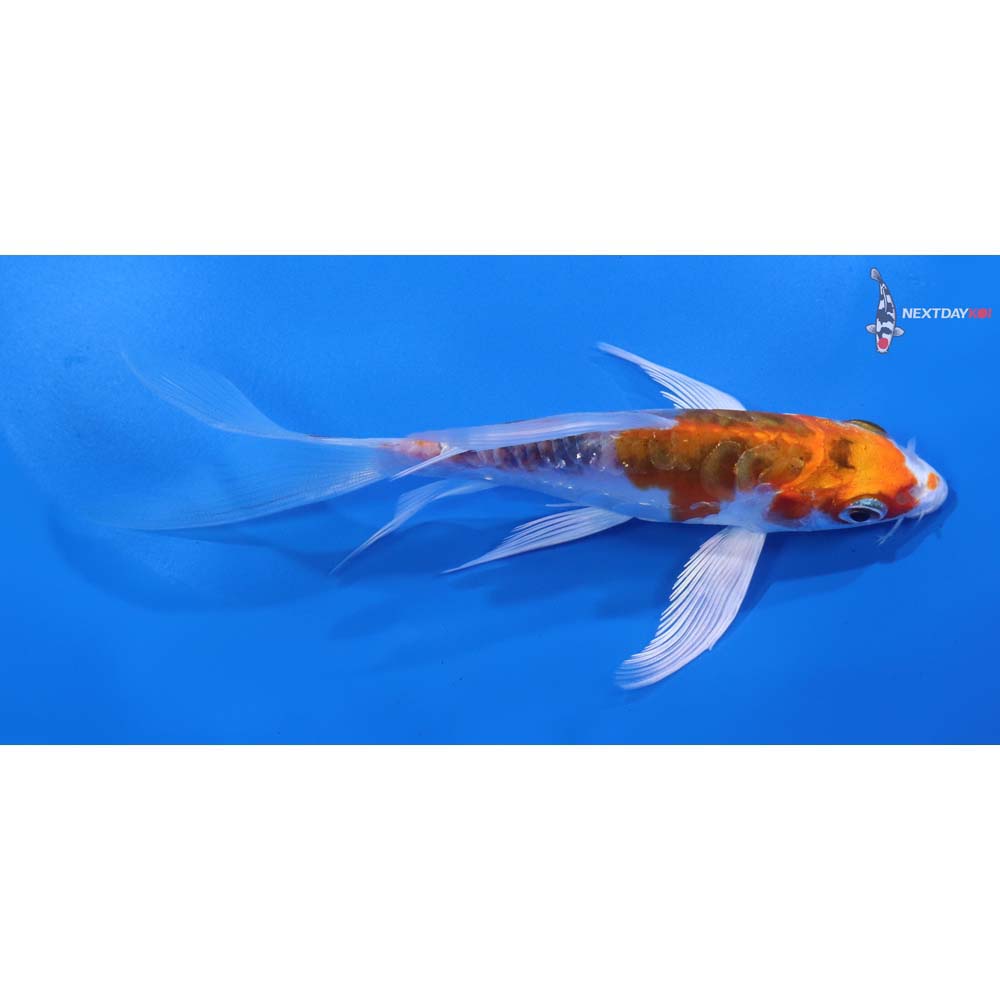 5” Imported Doitsu Kujaku Butterfly Koi