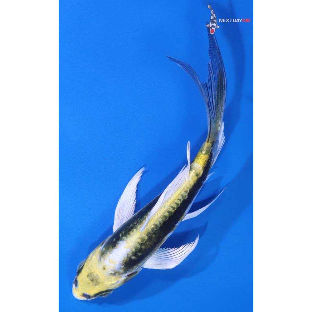 5” Imported Kin Kikokuryu Butterfly Koi