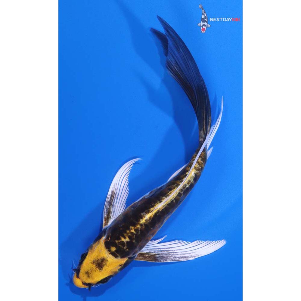 5.5” Imported Kin Kikokuryu Butterfly Koi