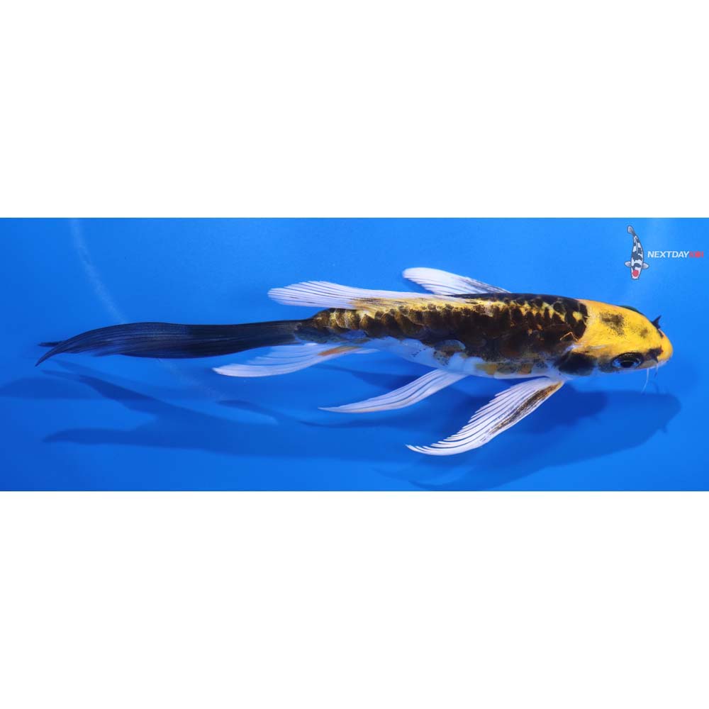 5.5” Imported Kin Kikokuryu Butterfly Koi