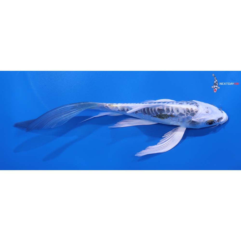5.5” Imported Doitsu Kujaku Butterfly Koi