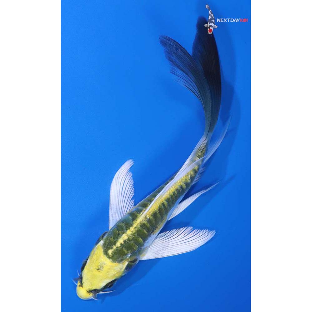 5.5” Imported Doitsu Kujaku Butterfly Koi