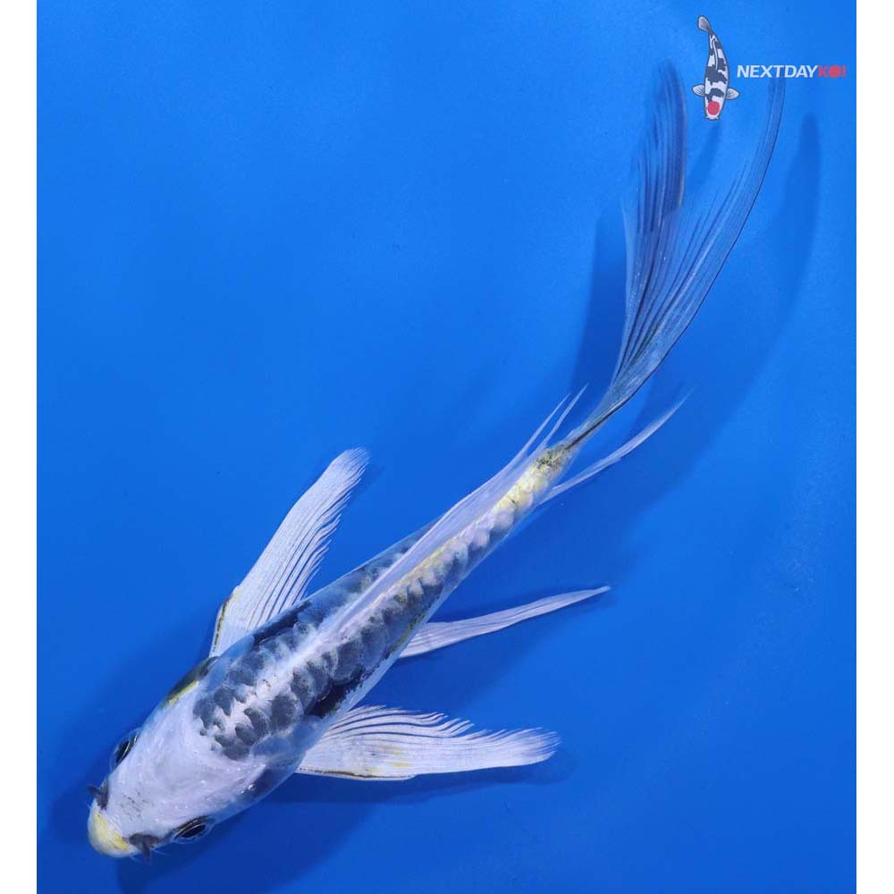 5.5” Imported Kin Kikokuryu Butterfly Koi