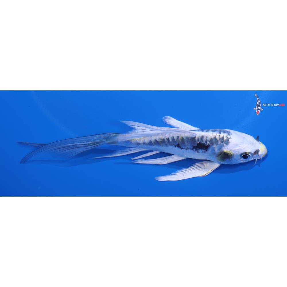 5.5” Imported Kin Kikokuryu Butterfly Koi