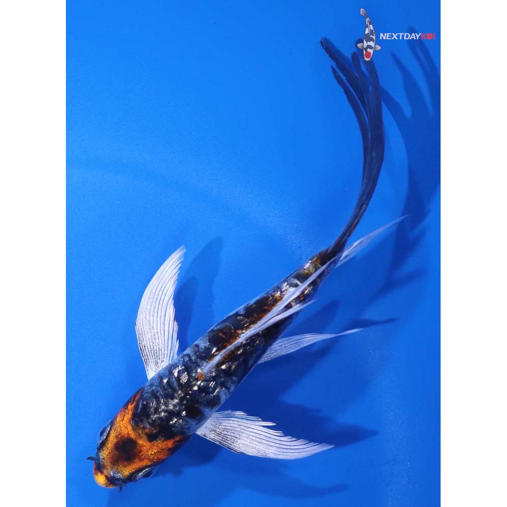 5” Imported Armor Scaled Kin Kikokuryu Butterfly Koi