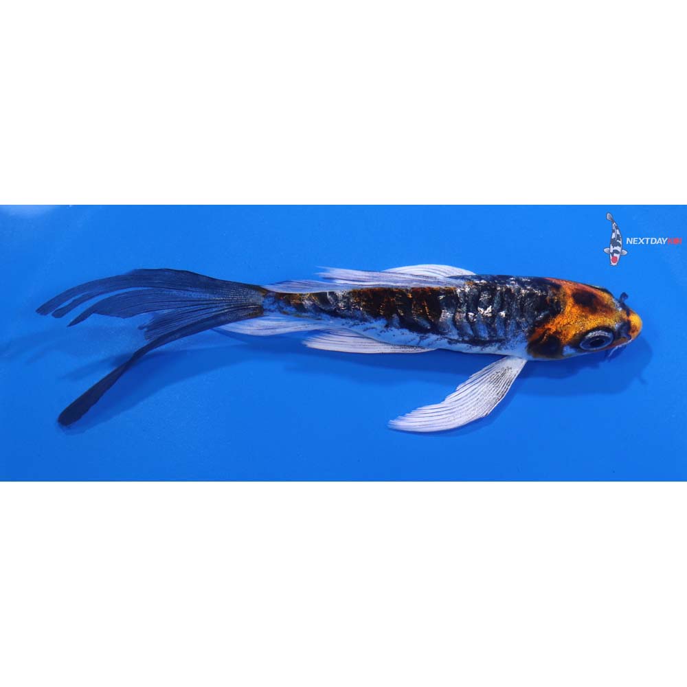 5” Imported Armor Scaled Kin Kikokuryu Butterfly Koi
