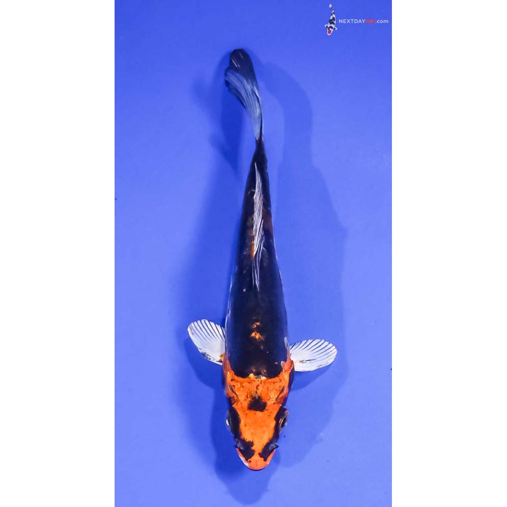 5” Imported Kin Kikokuryu