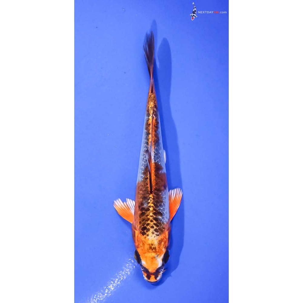 5” Imported Kujaku