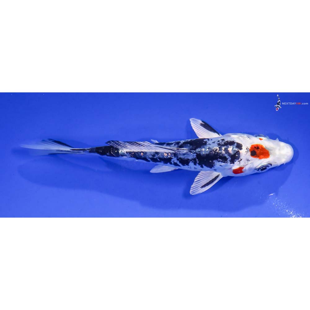 5” Imported Kin Kikokuryu