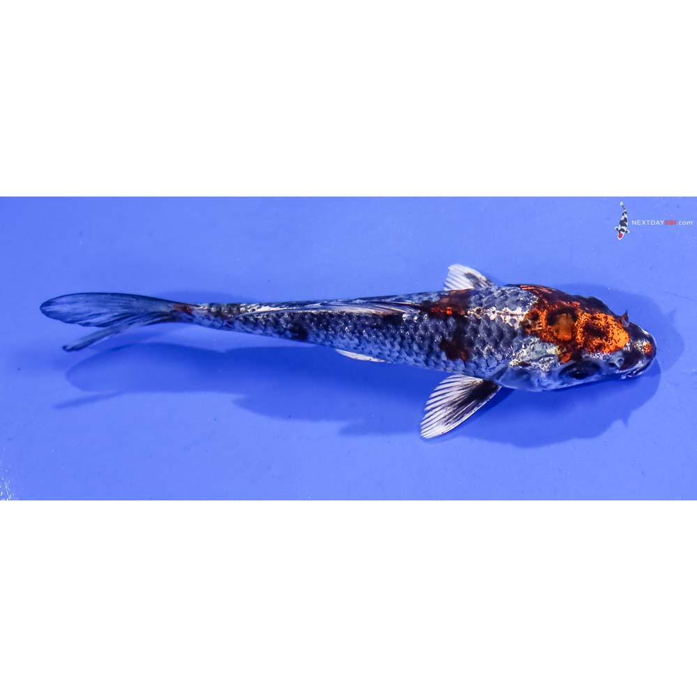 5” Imported Kujaku
