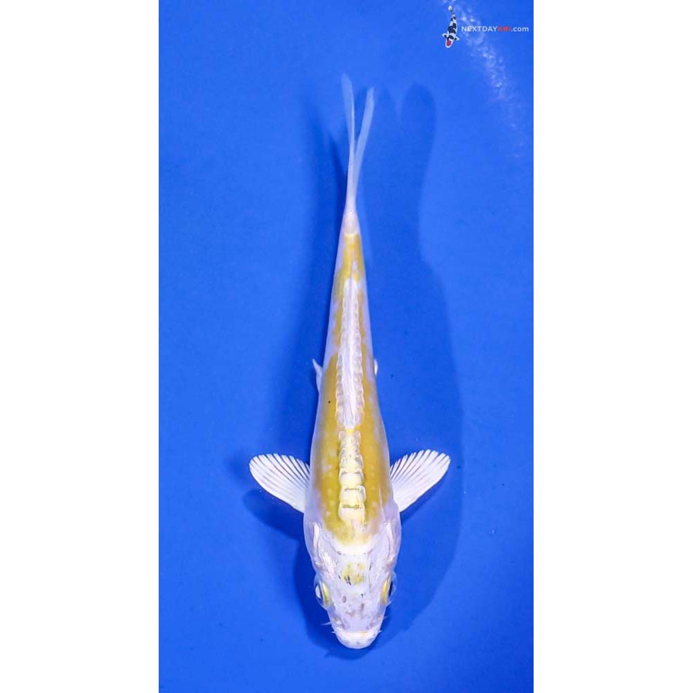 5” Imported Doitsu Lemon Hariwake