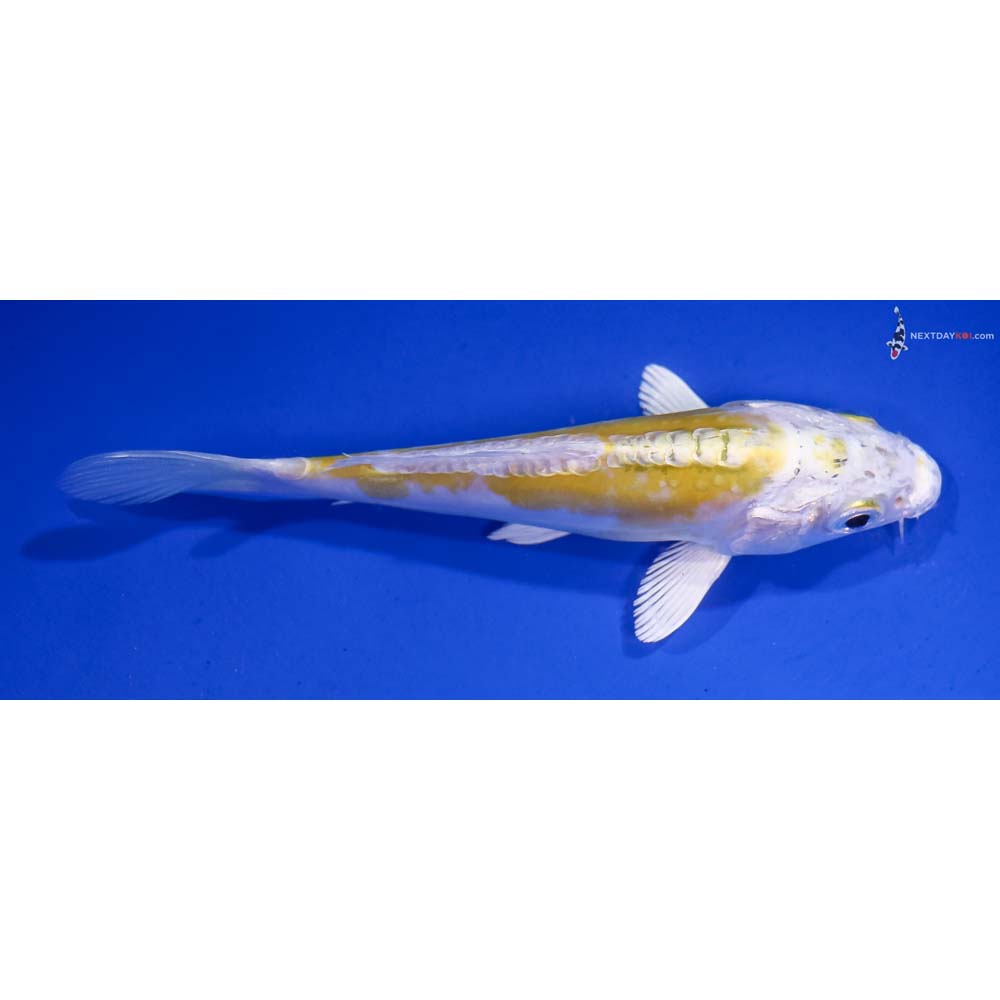5” Imported Doitsu Lemon Hariwake