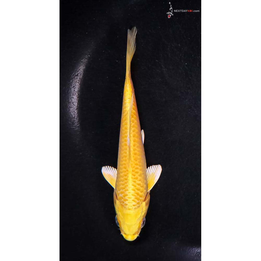 5” Imported Yamabuki Ogon