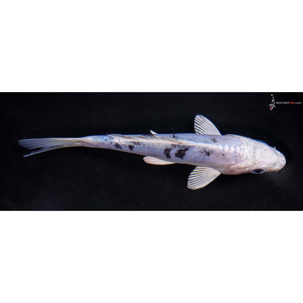 5.5” Imported Doitsu Blue Gin Shiro Bekko