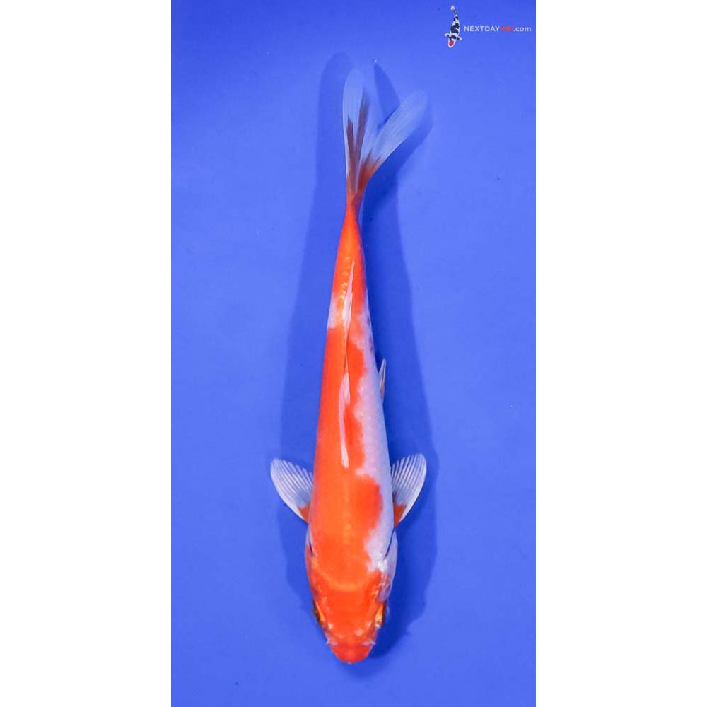 6” Imported Hariwake