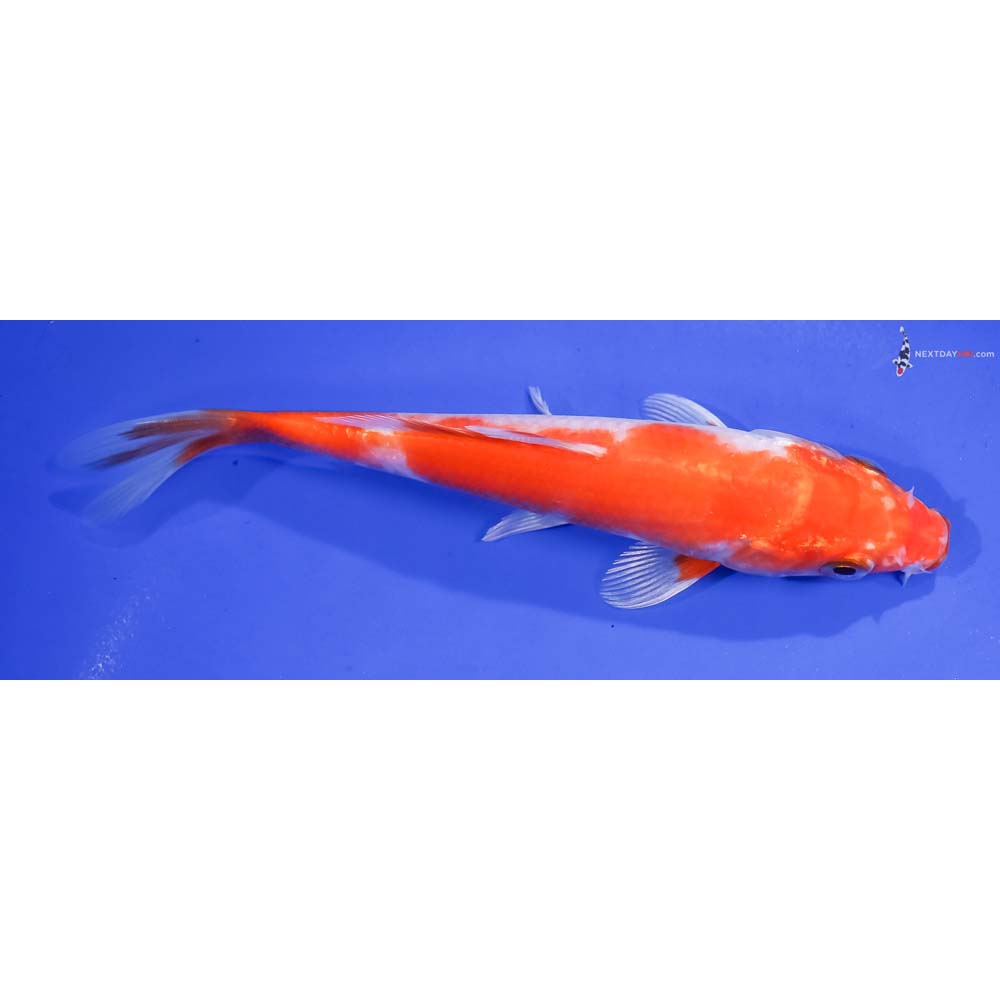6” Imported Hariwake