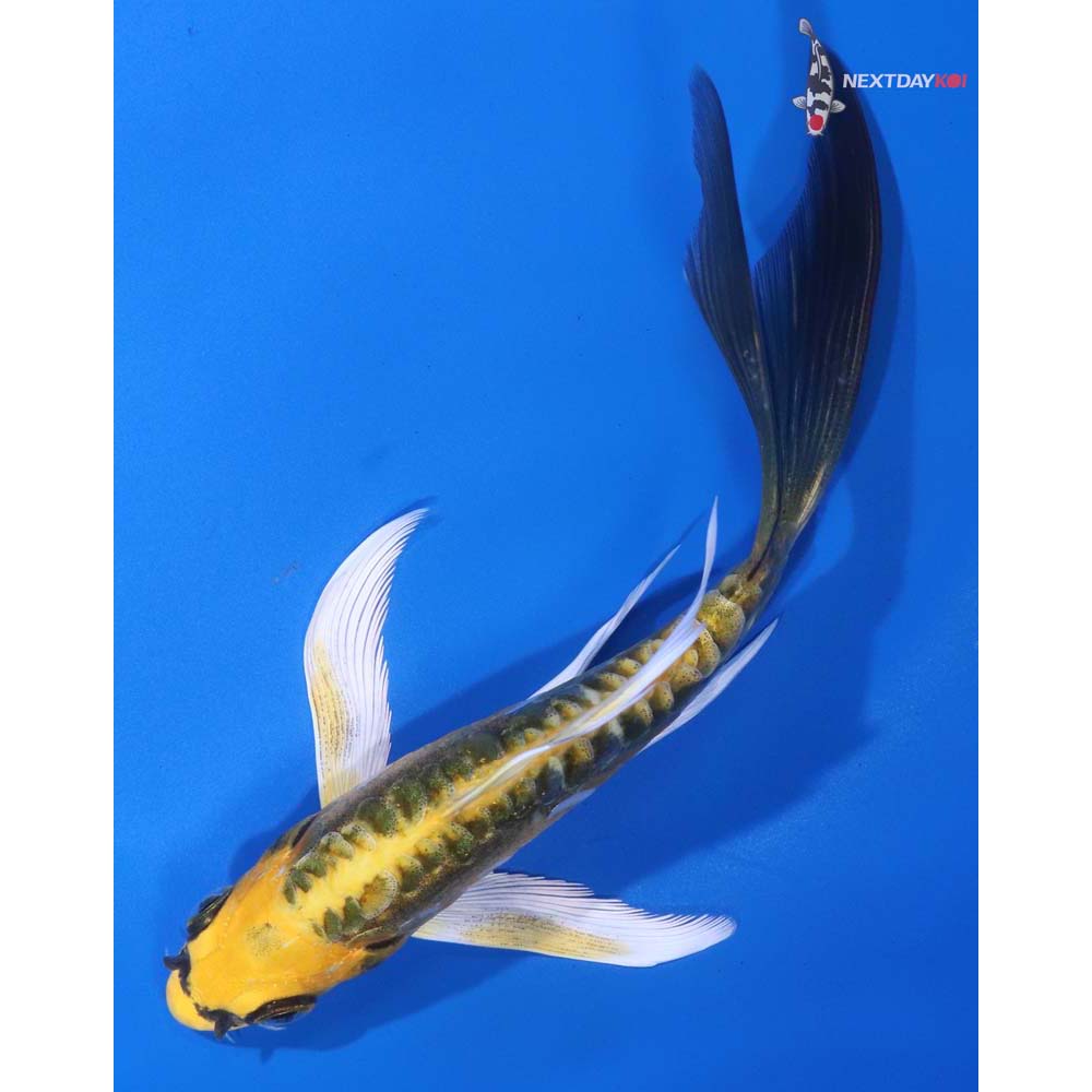 5.5” Imported Doitsu Ki Matsuba Butterfly Koi