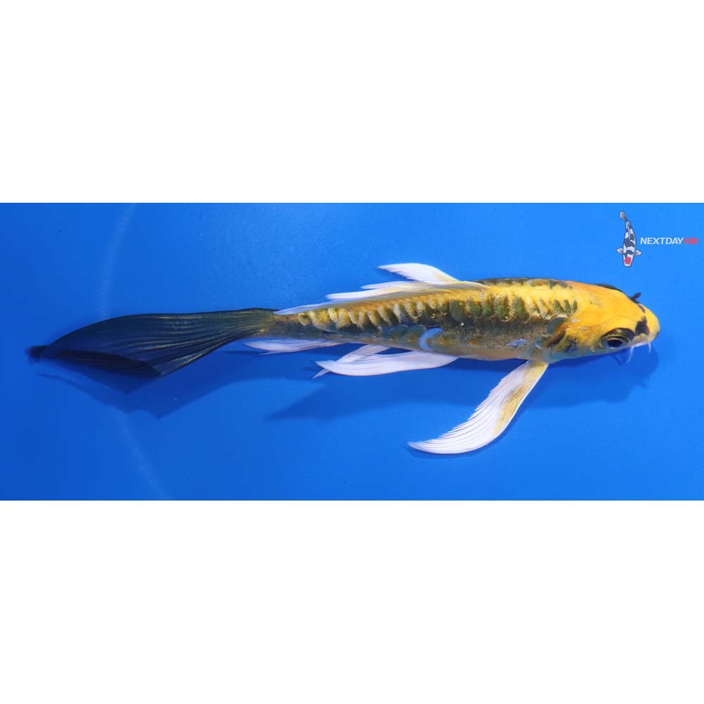 5.5” Imported Doitsu Ki Matsuba Butterfly Koi