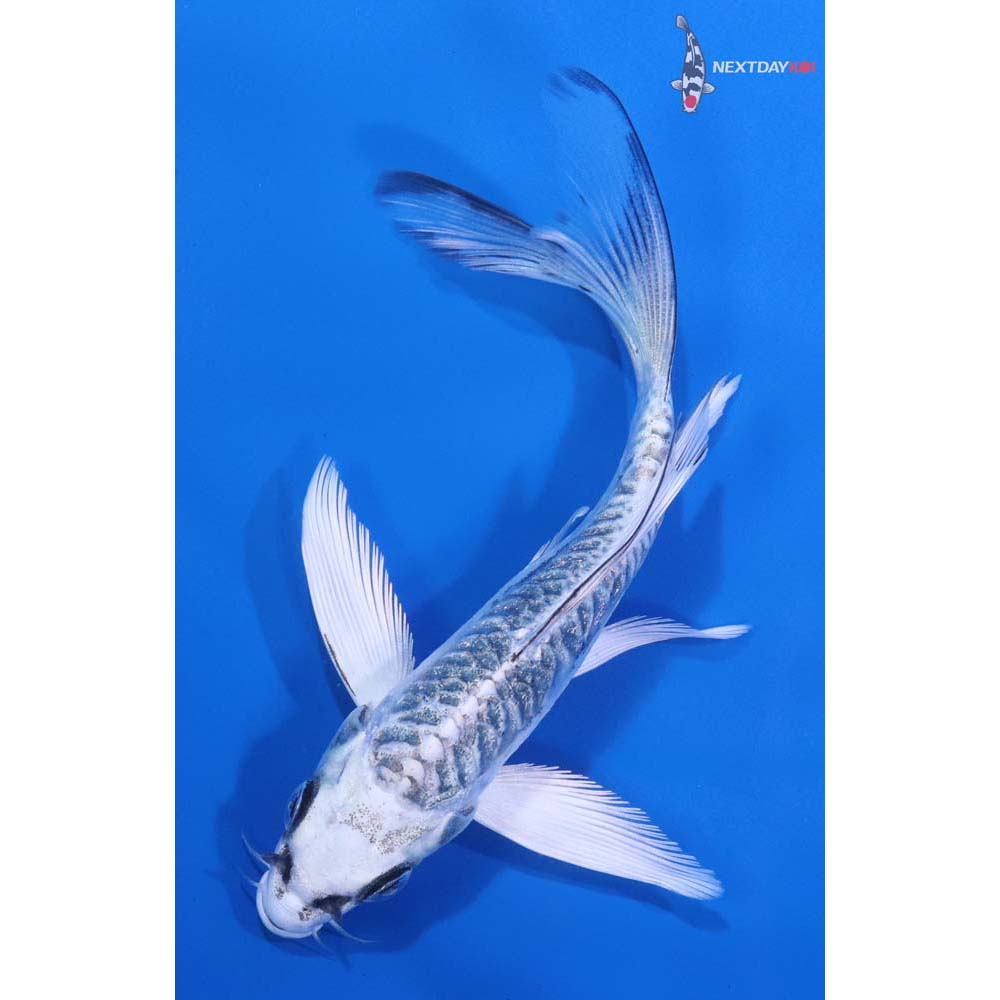 5” Imported Doitsu Gin Matsuba Butterfly Koi