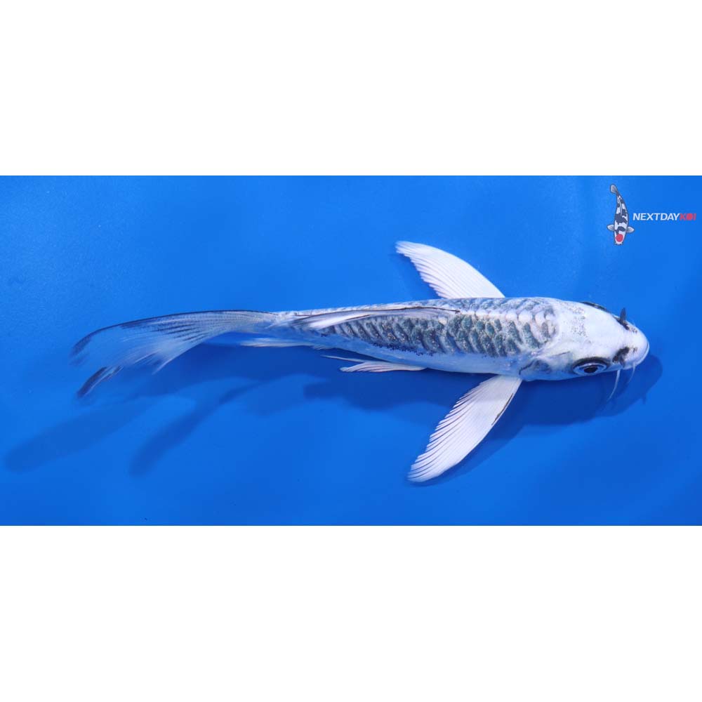 5” Imported Doitsu Gin Matsuba Butterfly Koi