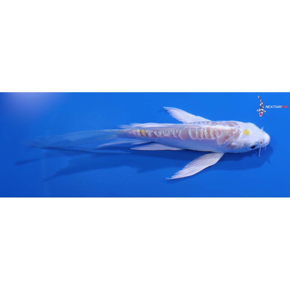 5” Imported Doitsu Lemon Hariwake Butterfly Koi
