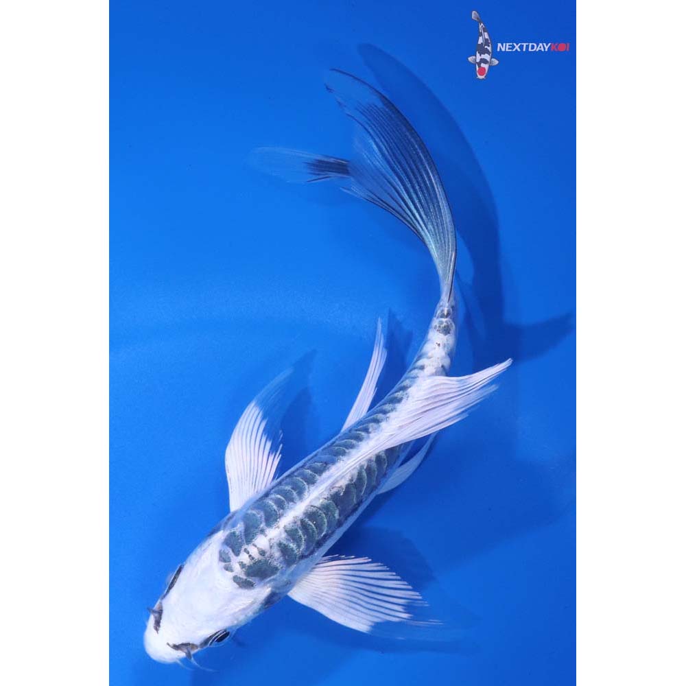 5.5” Imported Kikokuryu Butterfly Koi