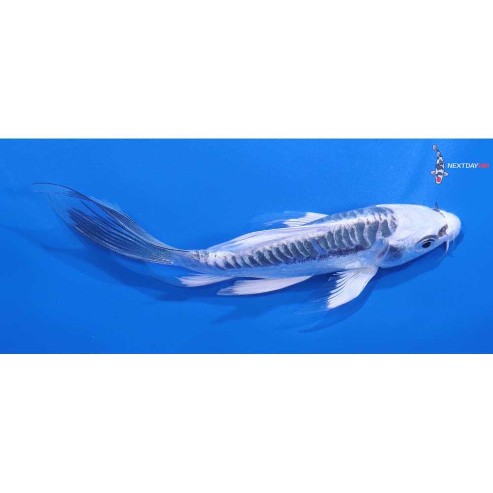 5.5” Imported Kikokuryu Butterfly Koi