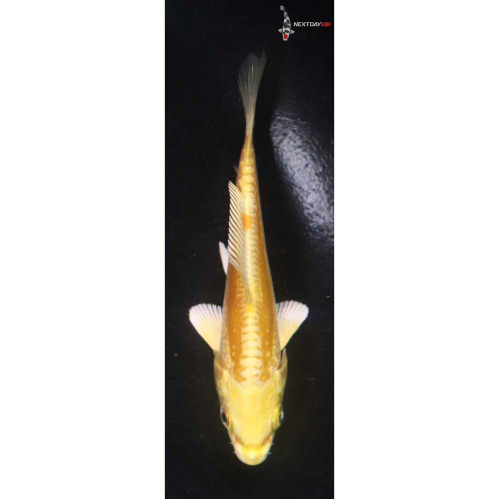 3.5” Imported Doitsu Yamabuki Ogon
