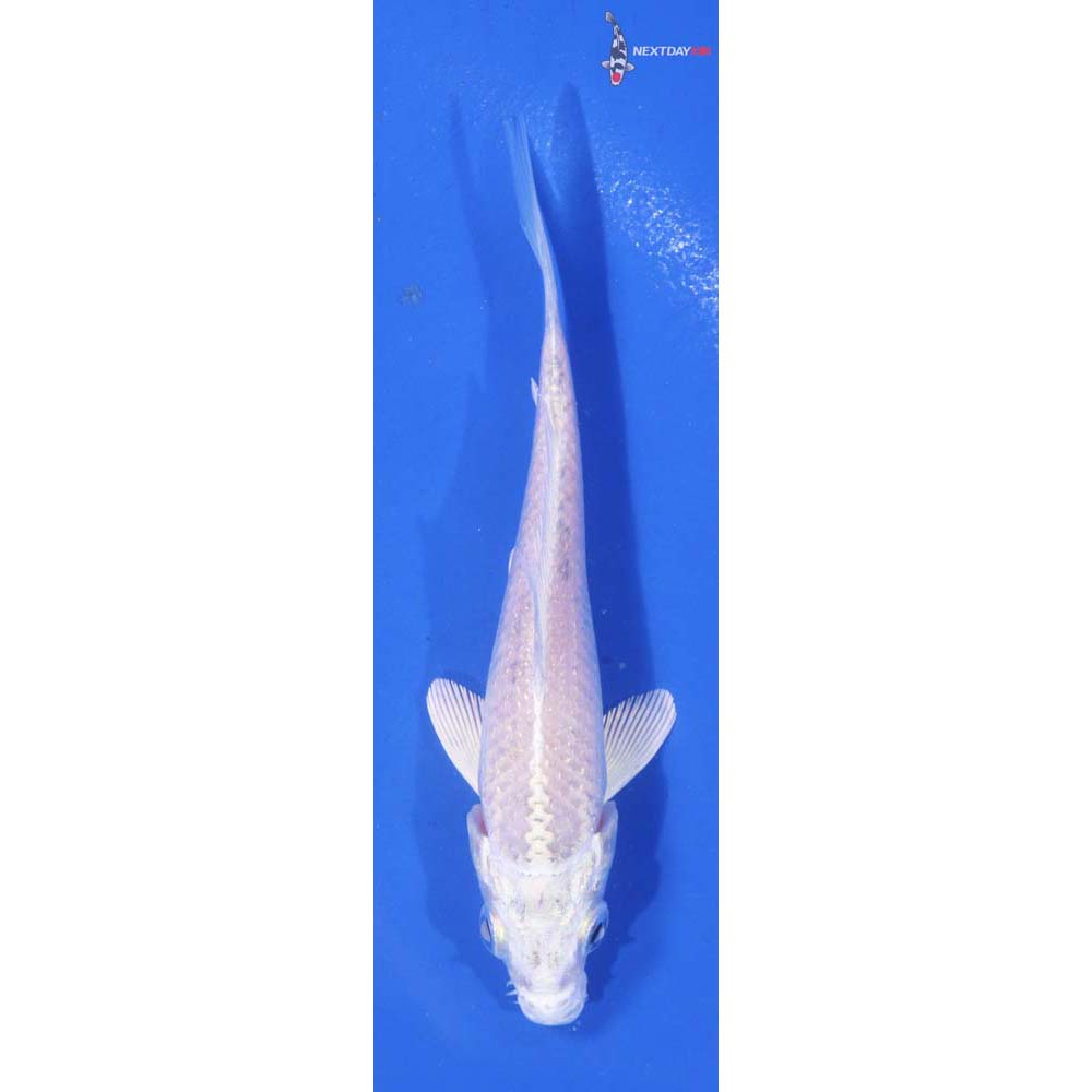 4” Imported Platinum Ogon