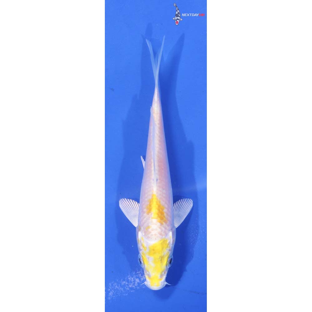 4” Imported Lemon Hariwake