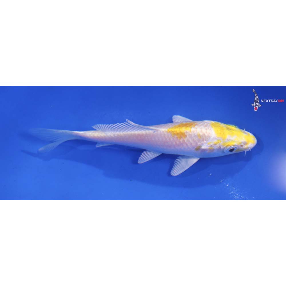 4” Imported Lemon Hariwake
