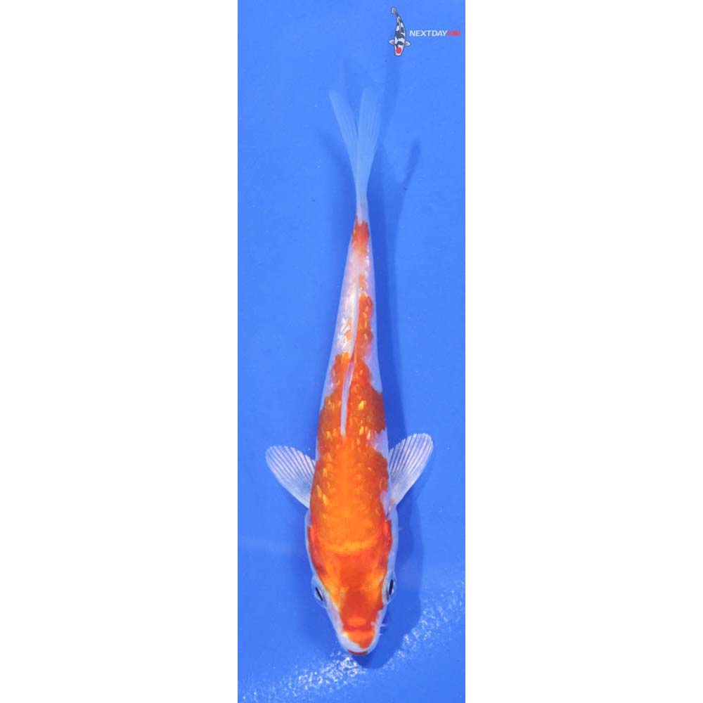4” Imported Gin Rin Hariwake