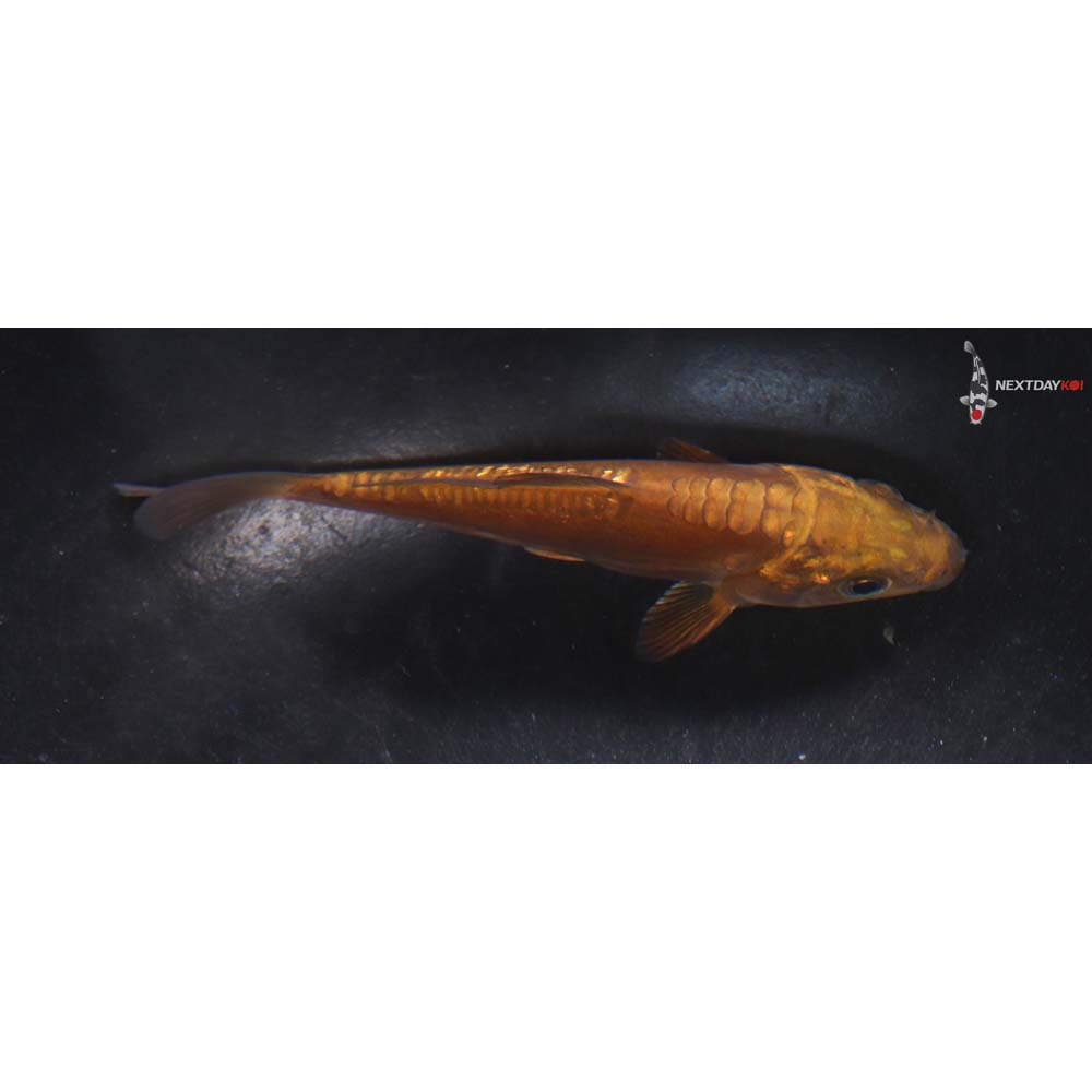 4” Imported Doitsu Chagoi