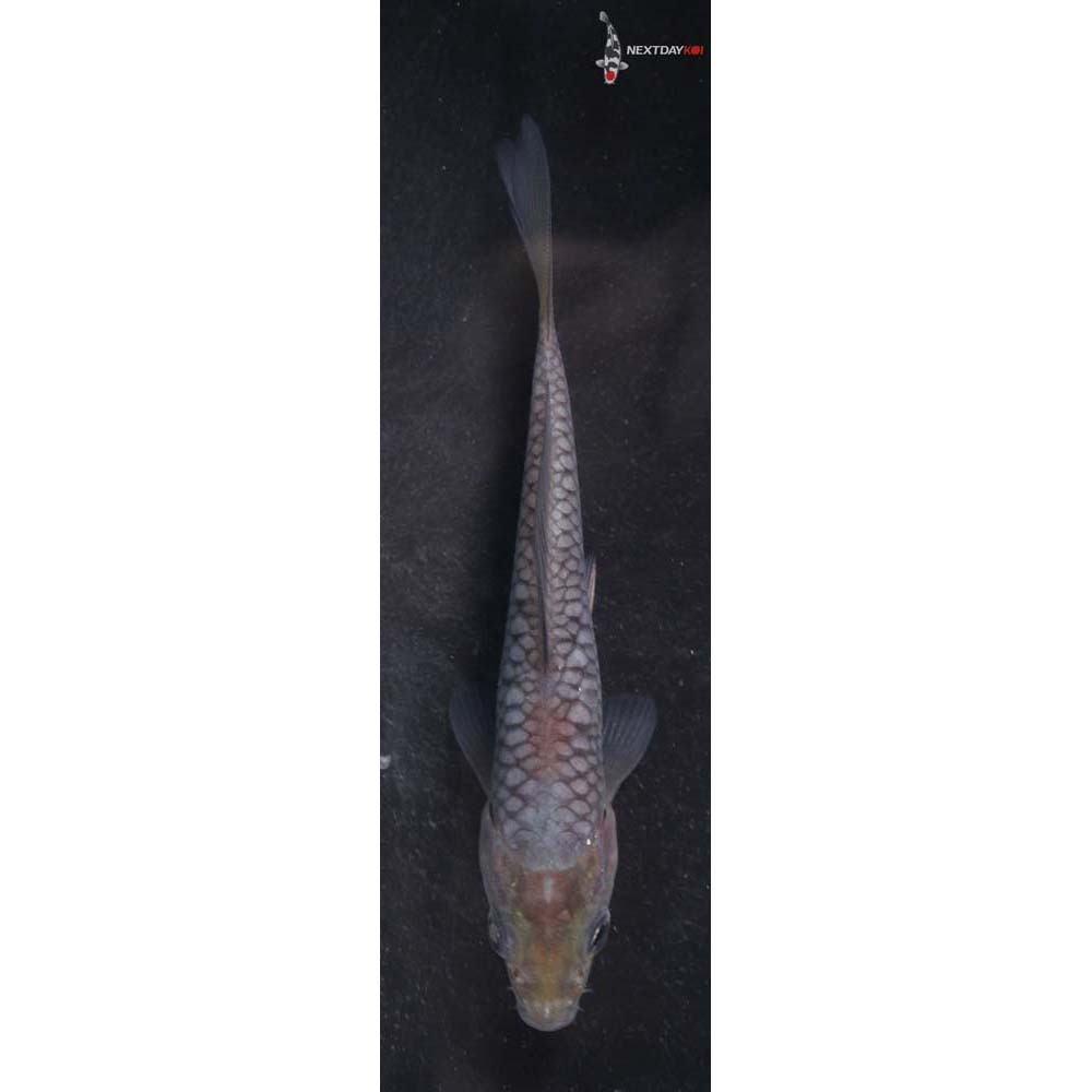 4” Imported Soragoi
