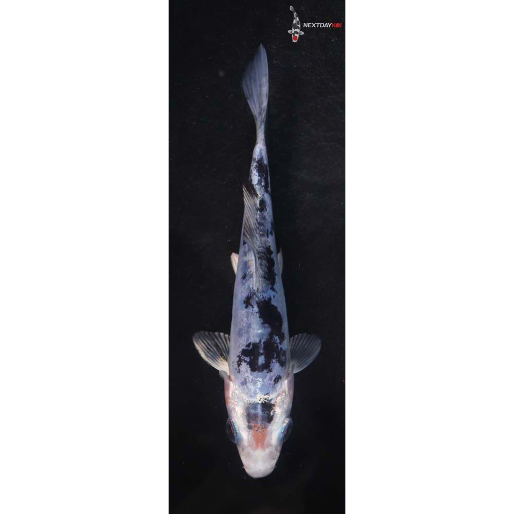 4.5” Imported Doitsu Shiro Bekko