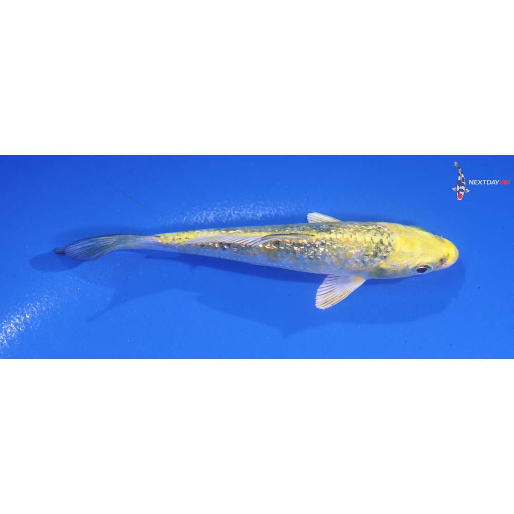 4.5” Imported Gin Rin Ki Matsuba