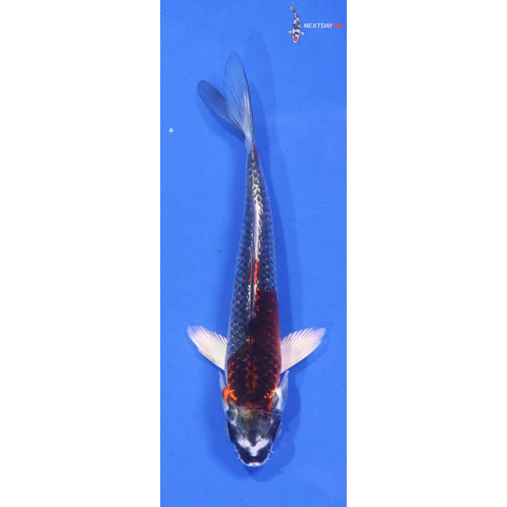 4.5” Imported Kujaku