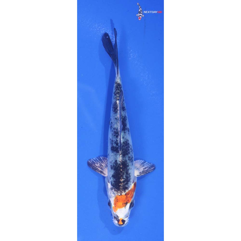 4.5” Imported Yamato Nishiki