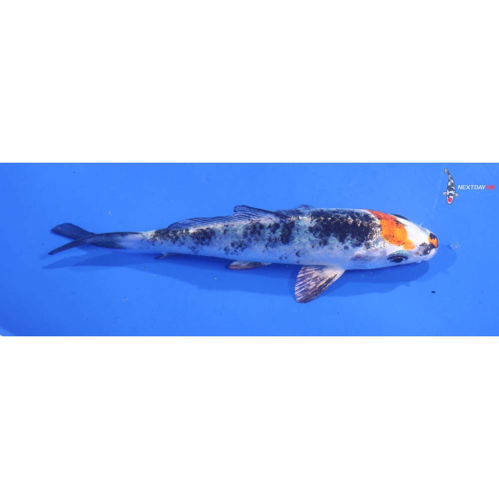 4.5” Imported Yamato Nishiki