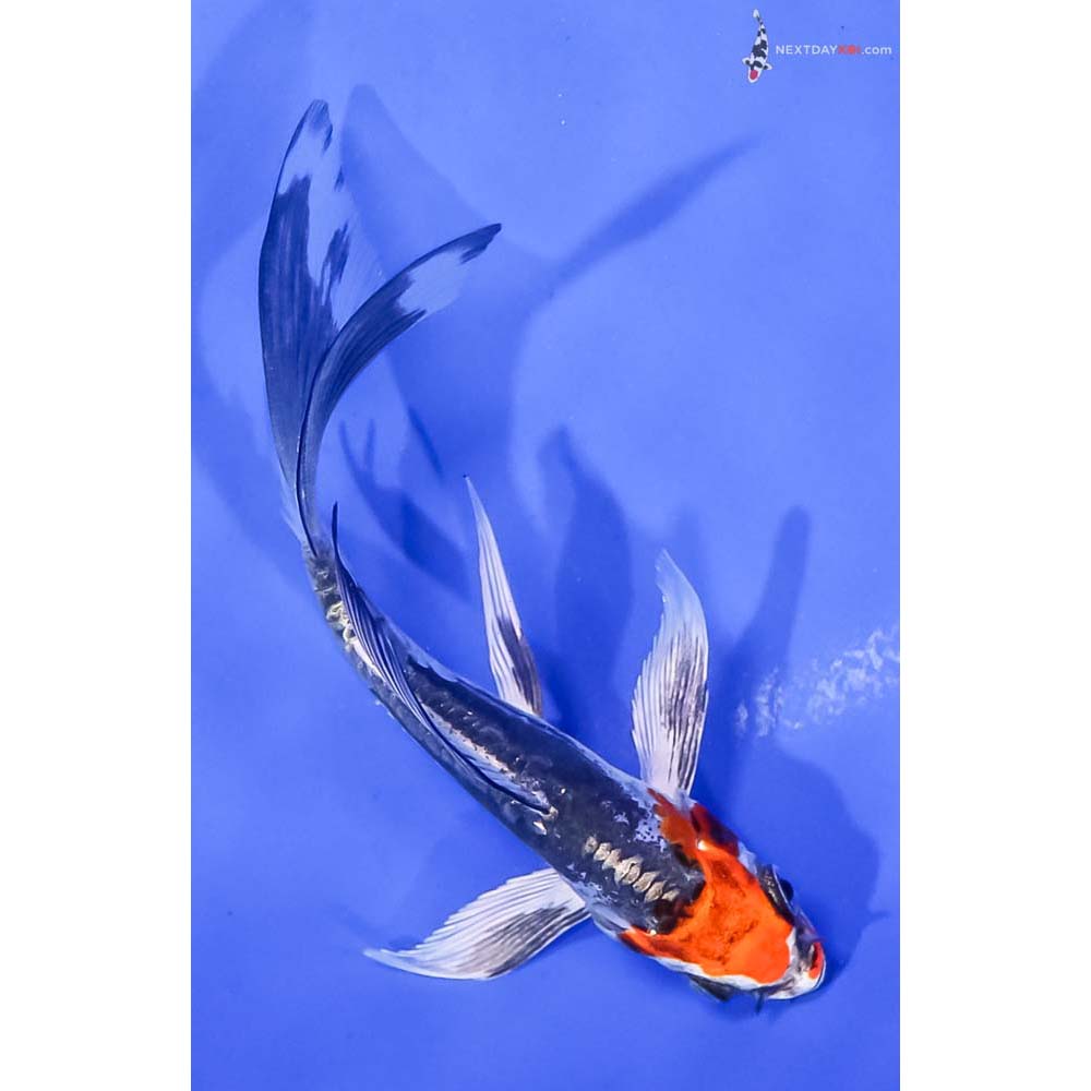 4.5” Imported Kin Kikokuryu Butterfly Koi