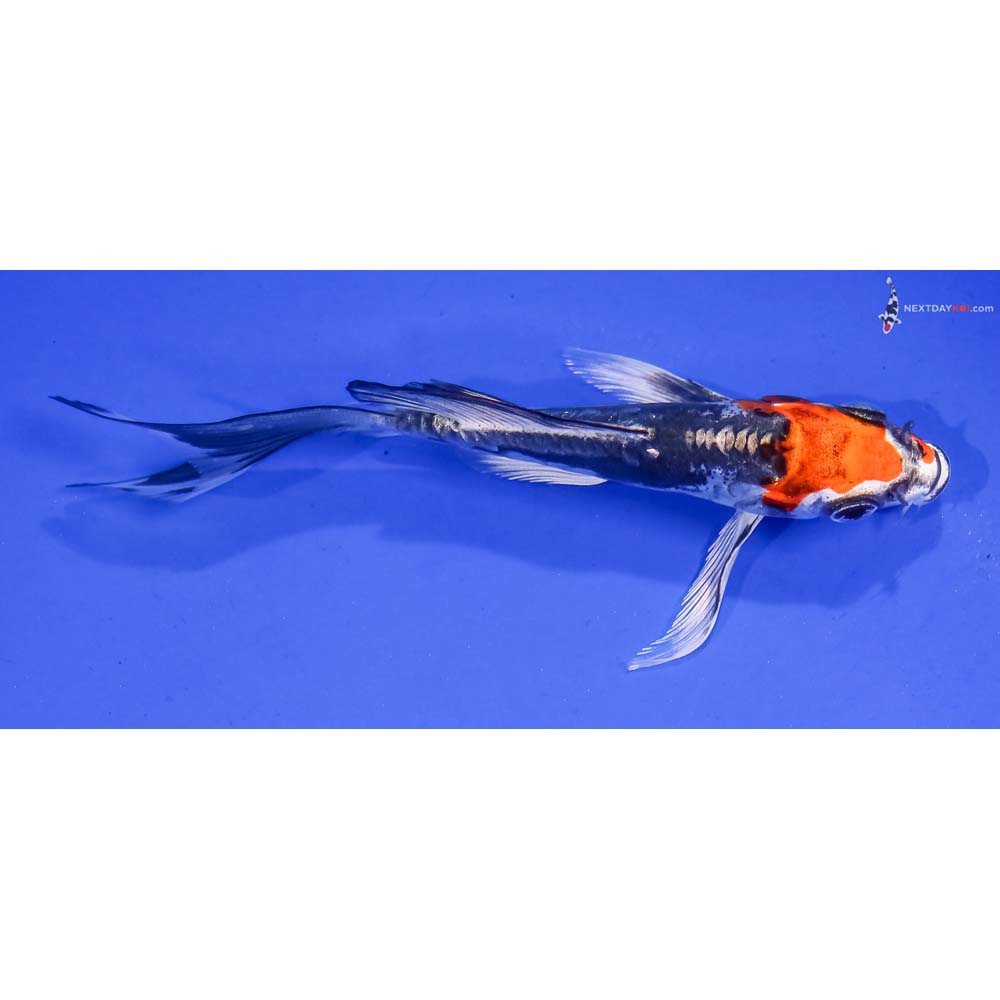 4.5” Imported Kin Kikokuryu Butterfly Koi