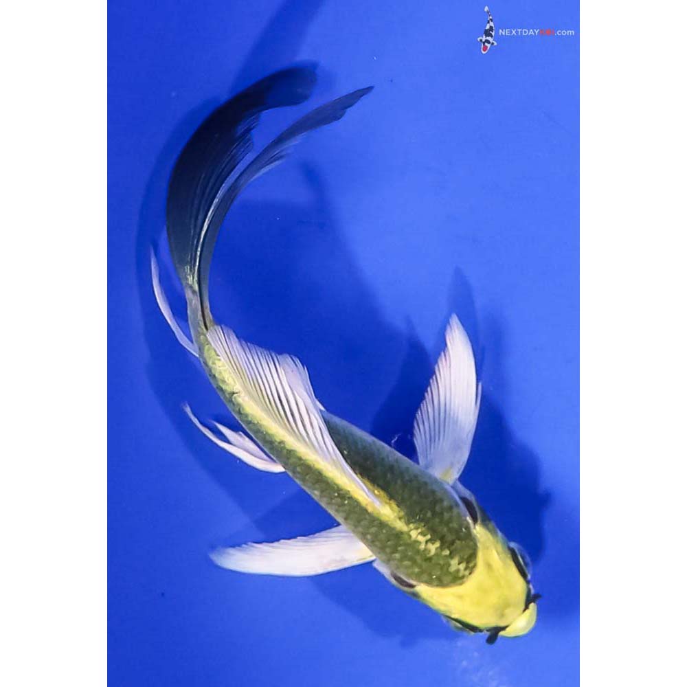 4.5” Imported Kujaku Butterfly Koi