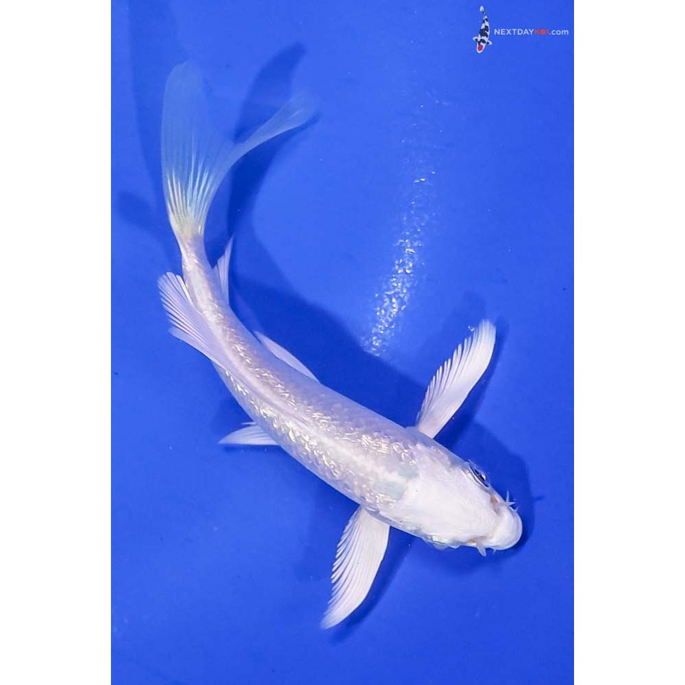 4.5” Imported Gin Rin Platinum Ogon Butterfly Koi