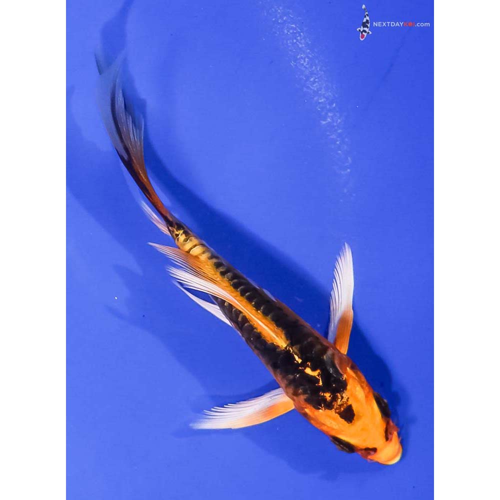 4.5” Imported Doitsu Orenji Matsuba Butterfly Koi