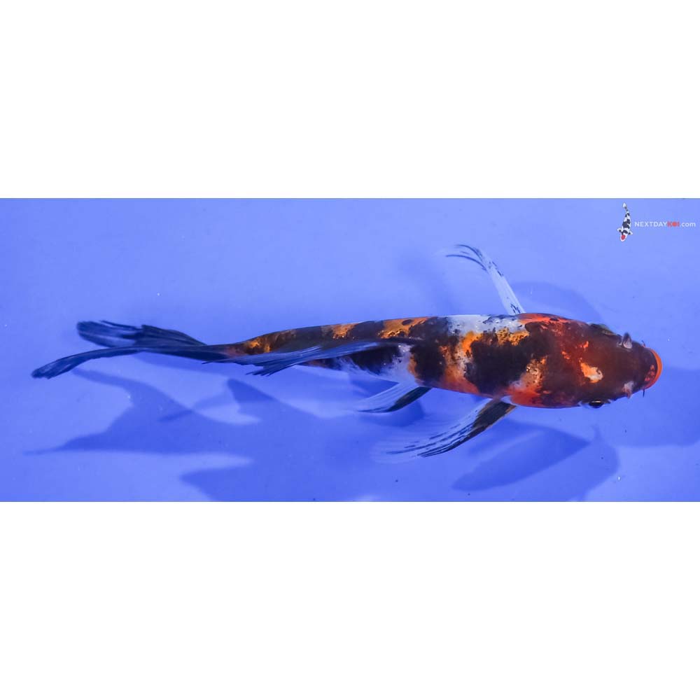 4.5” Imported Sanke Butterfly Koi