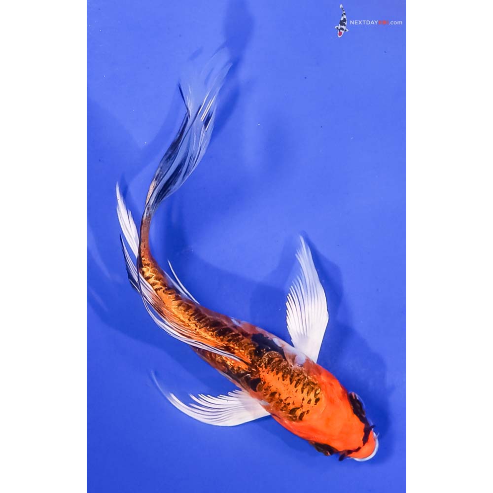 4.5” Imported Gin Rin Kin Kikokuryu Butterfly Koi