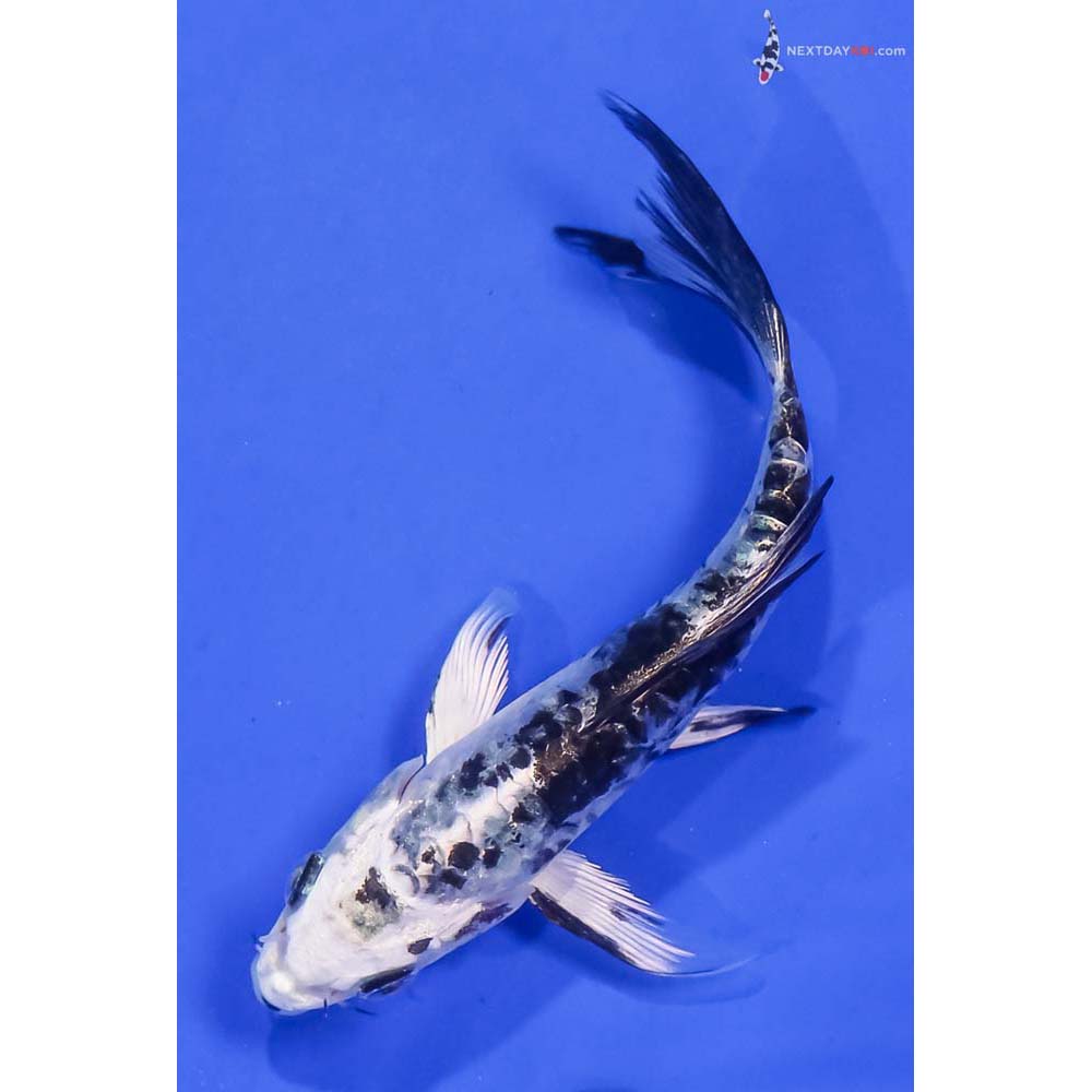 4.5” Imported Kikokuryu Butterfly Koi