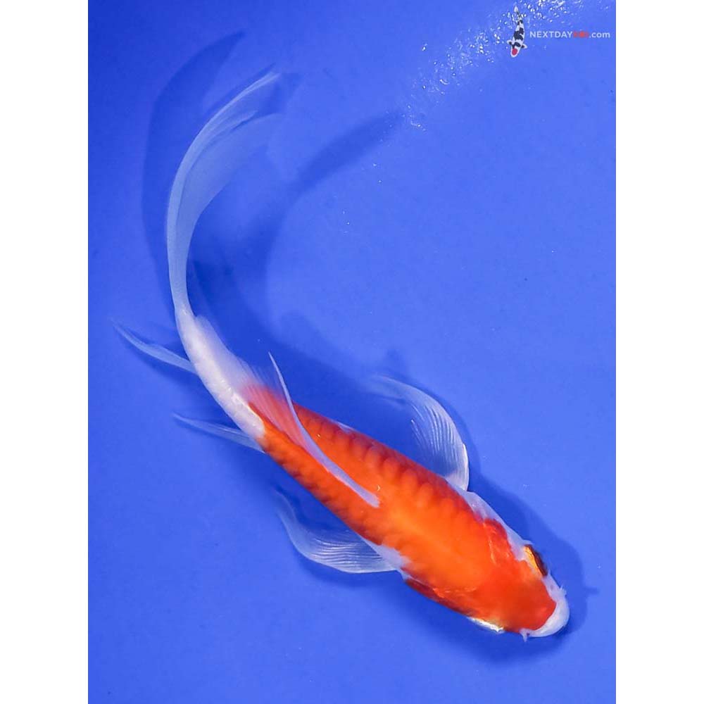4.5” Imported Armor Scaled Glass Fin Kohaku Butterfly Koi