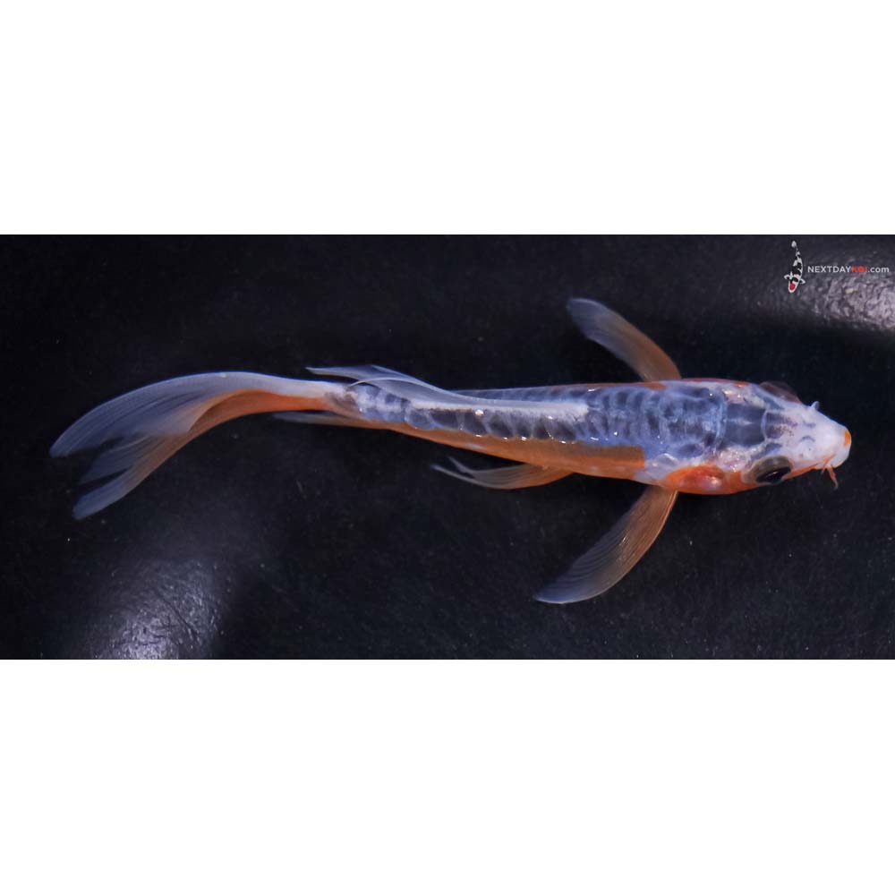 4.5” Imported Shusui Butterfly Koi