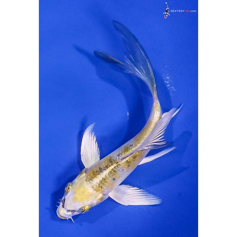 5” Imported Yamato Nishiki Butterfly Koi